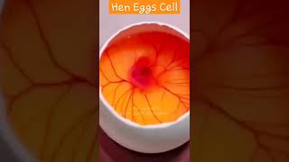 Hen Eggs  Cell  new baby bron || #short #shorts #facts #factsinhindi