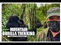 The Best Gorilla Family Sabinyo Mountain Gorilla Family Volcanoes National Park Vlogs