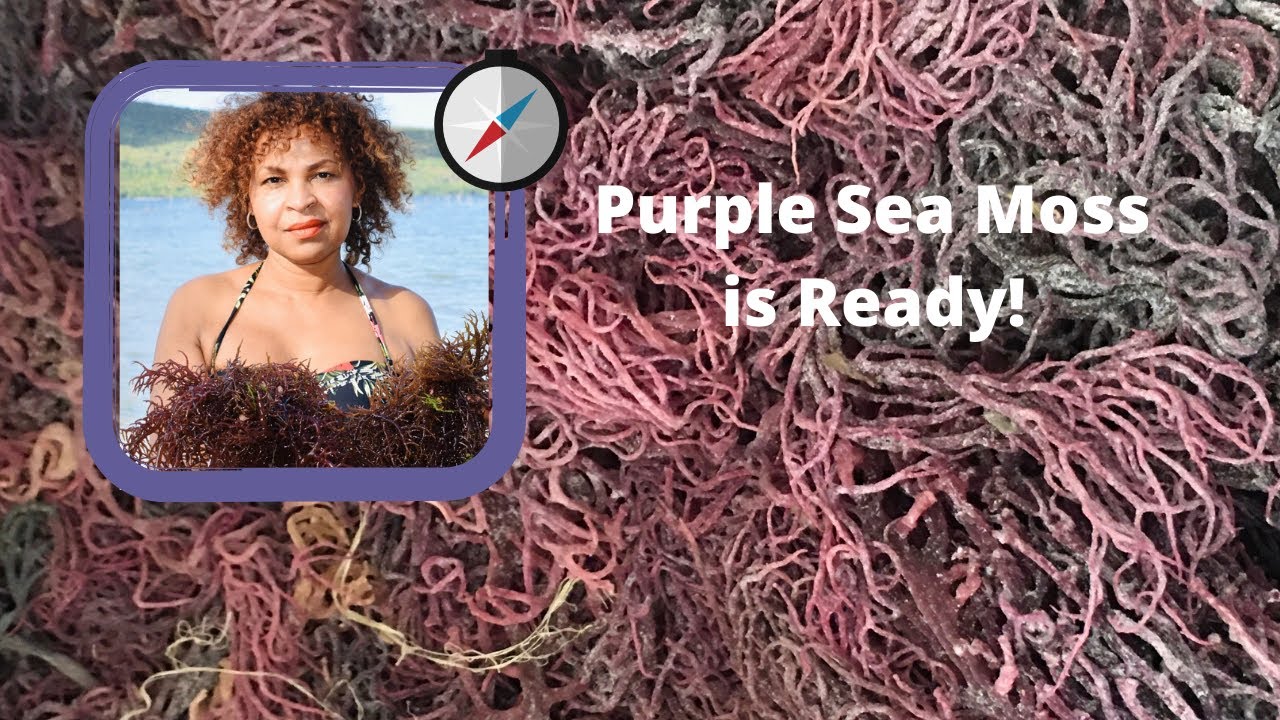 Purple Sea Moss Irish Moss The Purple Harvest is Ready! YouTube