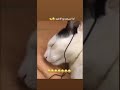 لقطات مضحكة نجاة 