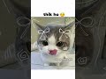 kaise hoo #cat #funny #memes #funnymemes #tweetreels