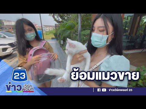 สาวสุดเซ็ง! ซื้อเปอร์เซียได้แมวบ้าน l ข่าวเวิร์คพอยท์23 l 11 เม.ย. 65 l