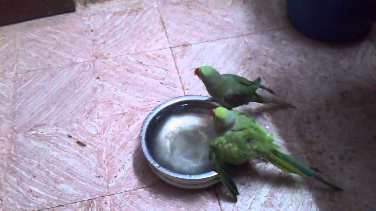 Parrot bathing YouTube