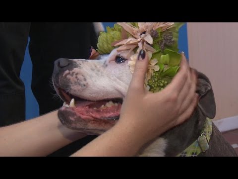 Video: Foster Puppy heeft haar oudere Pit Bull-broers om haar kleine poot gewikkeld