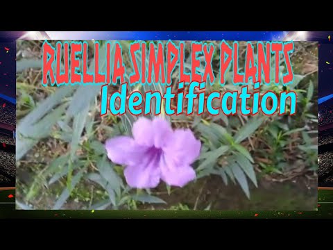 Video: Ruellia (33 Foto): Keterangan Mengenai Bunga Ruelia Biru Dan Perawatan Di Rumah, Spesies Portella Dan Devaux, Caroline Dan Britton, Tumbuh Dan Berkembang Biak Dengan Keratan
