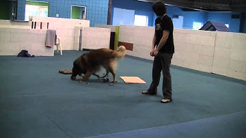 Gambit - Scent disc w/ mats