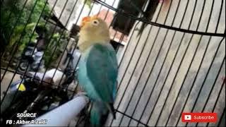 Lovebird Balibu Manapun Pasti Nyaut Bunyi.! Pancingan Lovebird Balibu Gacor Bernada Minor