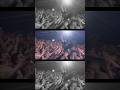 'Krokodil' live at #Coachella.