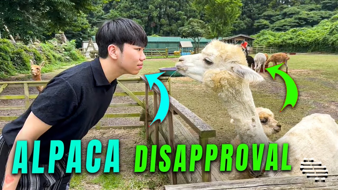 Alpaca Disapproves a Guy After Getting Too Close to It - YouTube