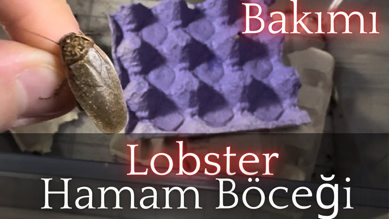 Lobster Hamam Böceği Bakımı 
