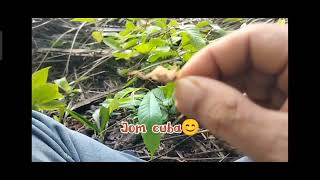 Umpan terbaik untuk ikan puyu/betok