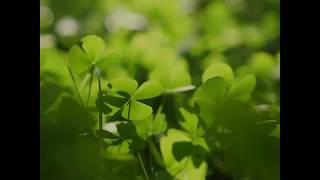 Dont Forget To Send Your St. Patricks Day Emails