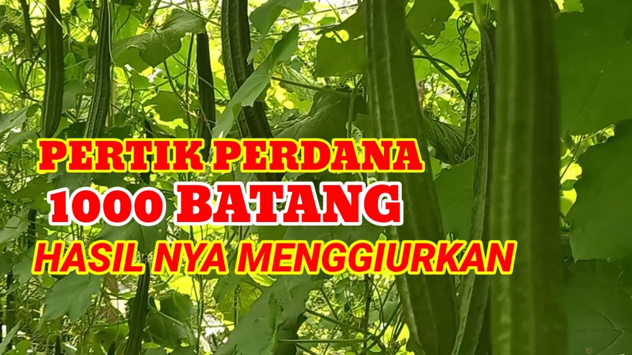 🔴PANEN GAMBAS ANGGUN TAVI‼️PETIK PERDANA