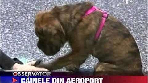 Caine parasit in aeroport 26 DECEMBRIE 2011