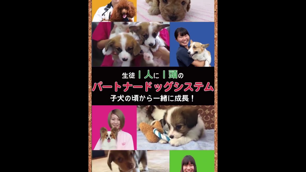 つくば国際ペット専門学校cm Youtube つくば国際ペット専門学校cm Youtube