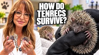 Not a Hedgehog? What You Need to Know About Tenrecs