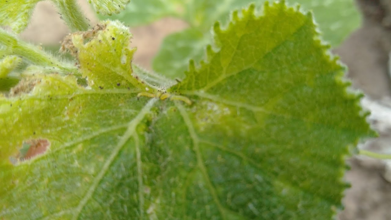 FRASS for organic fertilizer