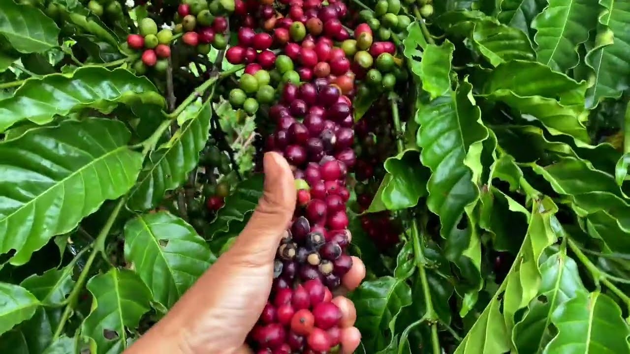 Đừng sử dụng MKP,GA3, nếu bạn chưa xem xong video này .