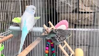 Happy Budgies Sounds for lonely Birds  Mia Jagger Lucky | Parakeet Sounds #birds