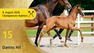 No. 15 Dantes Hit by Dante Weltino - Vivino | Verden Championship Auction OnLive – August 8
