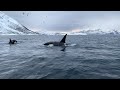 Orcas y ballenas cerca de Tromso, Noruega