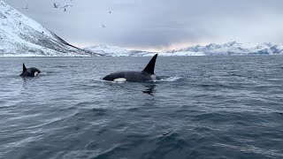 Orcas y ballenas cerca de Tromso, Noruega