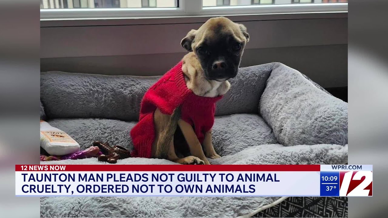 Taunton man pleads not guilty to animal cruelty - YouTube