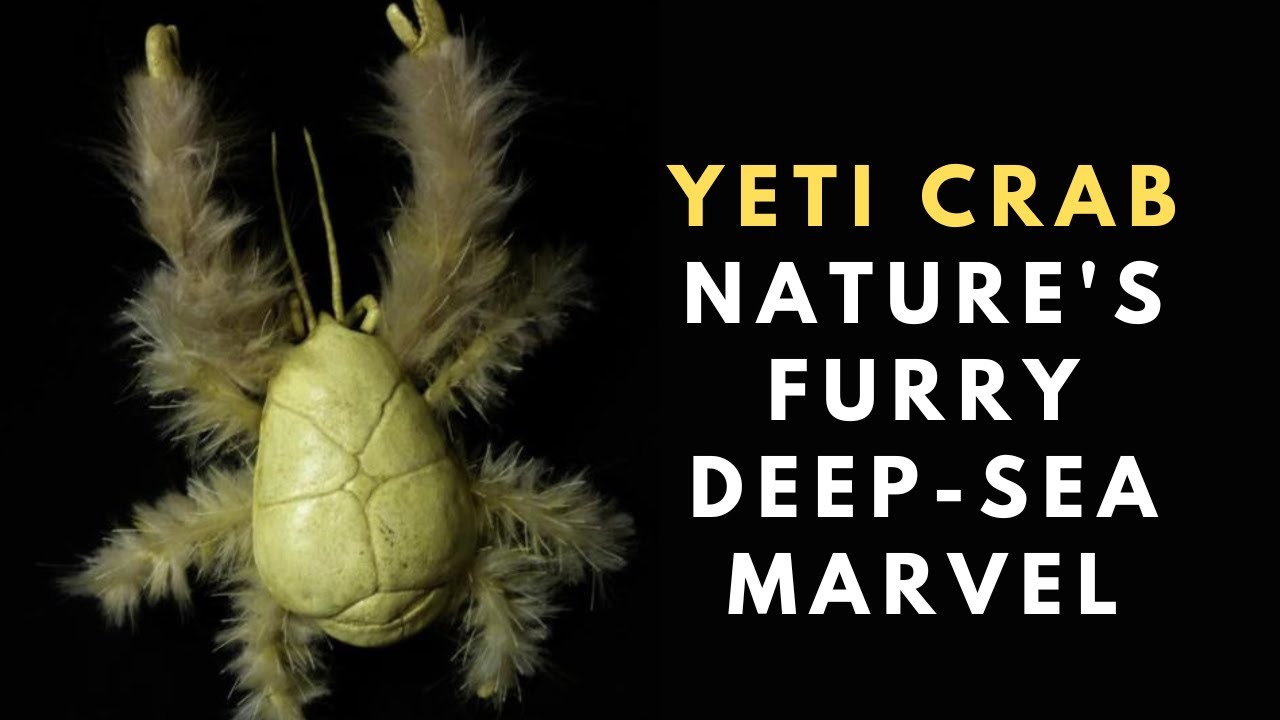 Yeti Crab: Nature's Furry Deep-Sea Marve - YouTube