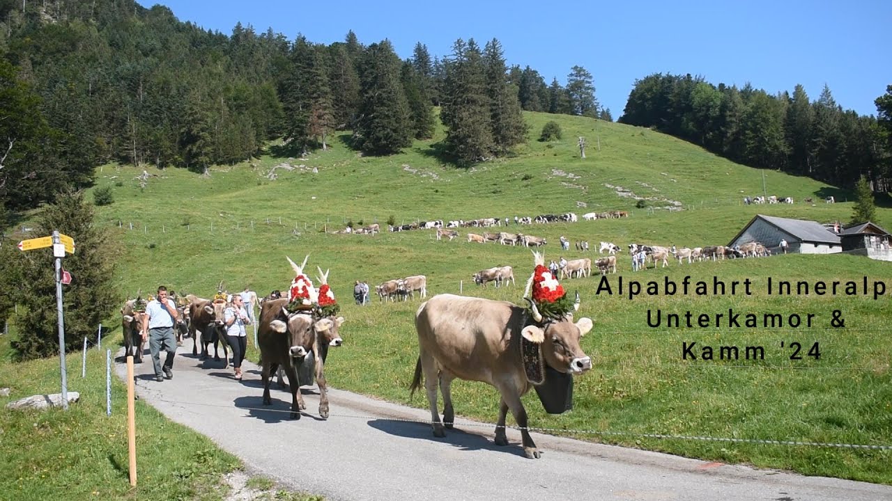 Alpabfahrt Inneralp, Unterkamor & Kamm '24