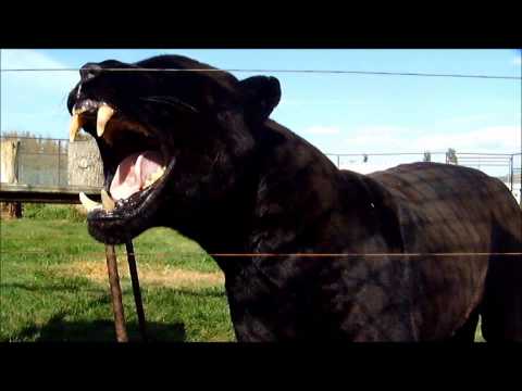 Magnum Black Jaguar Growl, Black Panther Showing Teeth