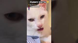 Top 5 Cats With Zero Chill 😹🐱 #cat #funny #pets #catfails #memes #catstory #animals #funnycats