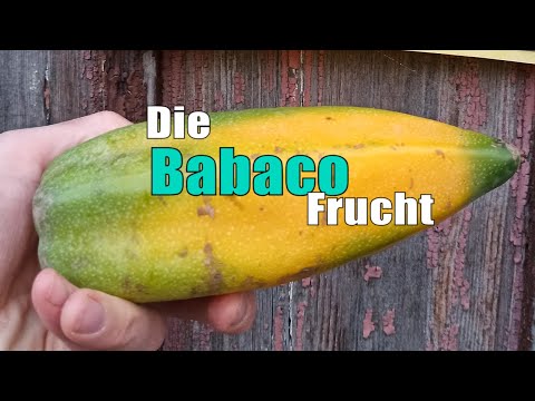 Babaco-Frucht fällt zu früh ab: Nachreifen lassen oder entsorgen?
