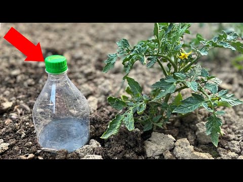 Video: Udarea grădinii pe deal: informații despre irigarea unui deal
