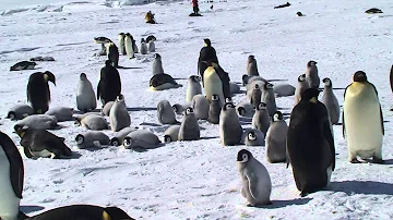 Come vive il pinguino imperatore?