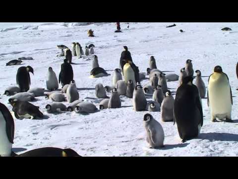 Video: Differenza Tra Pinguini Re E Pinguini Imperatore