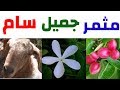 جميل مثمر و سام نبات الكاريسيا أو كاريس  
