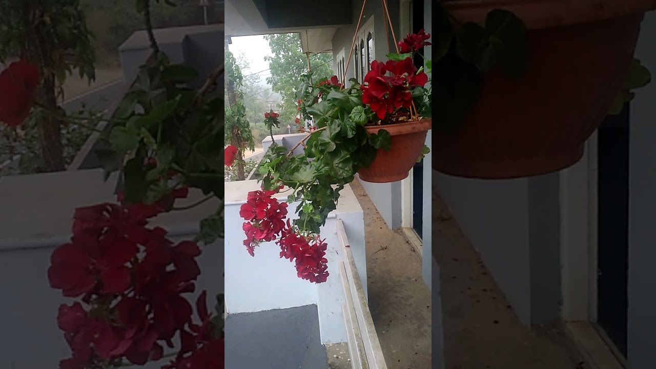 My geranium flowers(3)