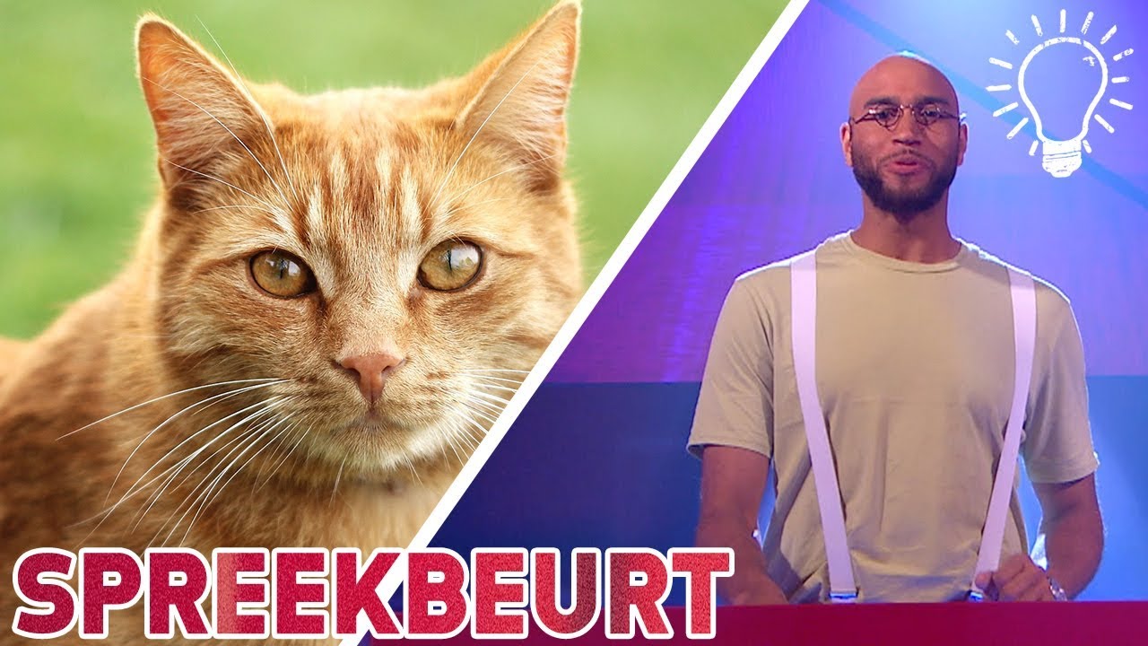 Een kat heeft negen levens - Spreekbeurt - Studio Snugger - YouTube