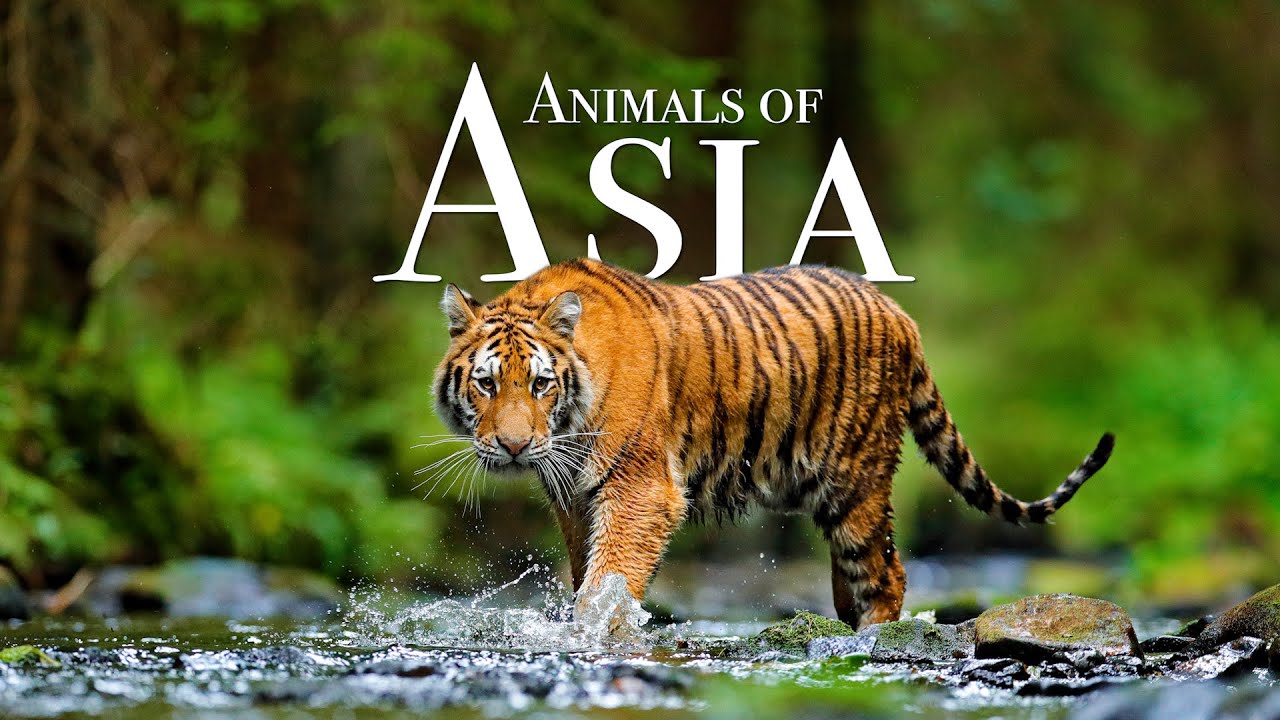 Animals of Asia 4K - Scenic Wildlife Film With Calming Music Maxresdefault