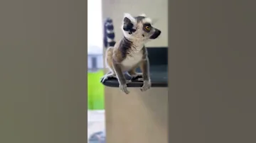 Как мяукает маленький кошачий лемур 😻