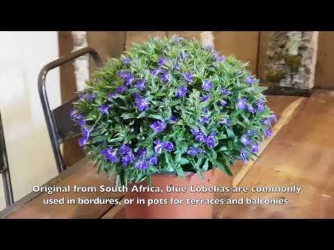 Video: Problems With Lobelia - Qué hacer para una Lobelia con hojas marrones