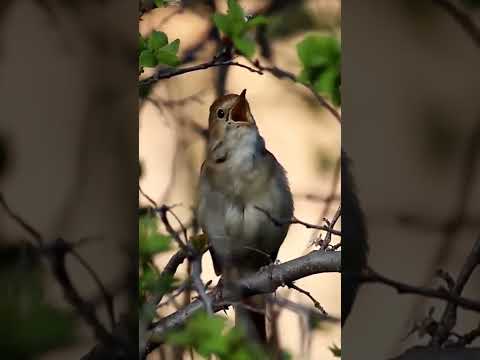 Bülbülün ötüşü | Common Nightingale singing