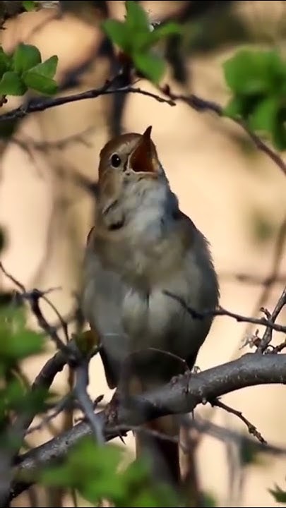 Bülbülün ötüşü | Common Nightingale singing - YouTube