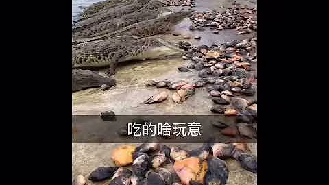 Crocodile farm. Crocodile feeding every day, crocodile eating video.P3