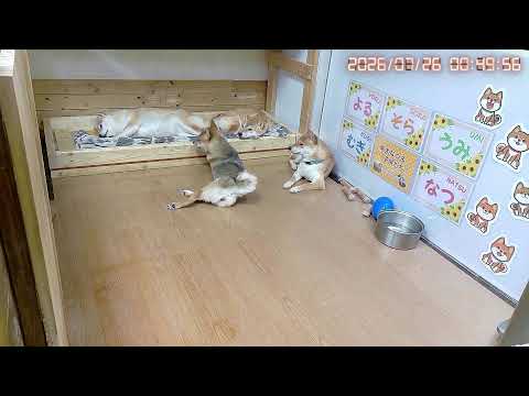 ママ主不在!セカ主多め?|なつファミリーLIVE配信【1歳+316日】