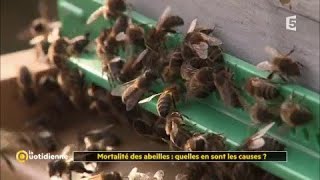 Mortalité des abeilles : quelles en sont les causes ?