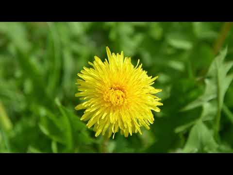 Video: Ekspert Tips For Fôring Av Spiselige Planter I Naturen