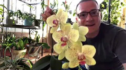 3 Things To Do with Your Orchid After Blooming - DayDayNews