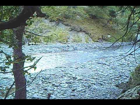 ფოცხვერი თუშეთის ეროვნულ პარკში | Lynx at Tusheti National Park