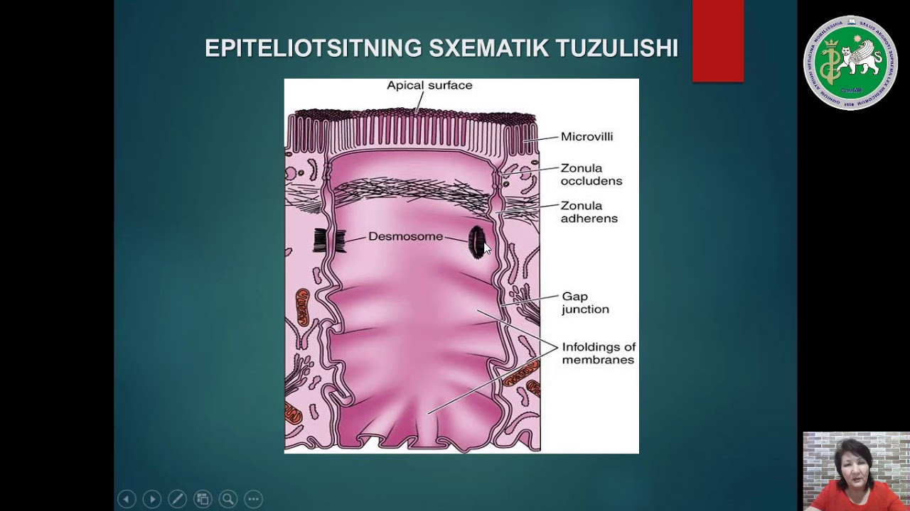 Epiteliy to‘qimasi